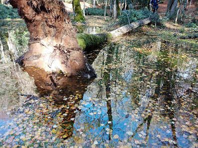 Photo 1 de Foresta Umbra