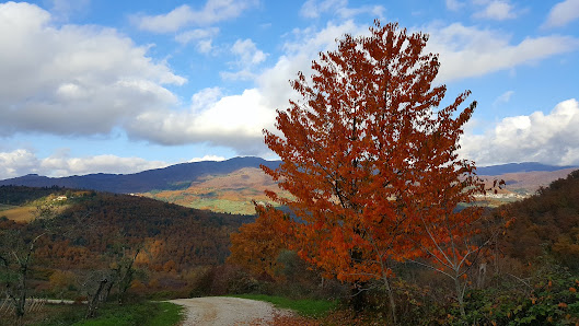 Photo 2 de Monteloro