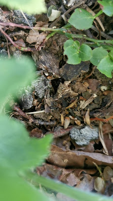 Photo 2 de Alpe Tedesco