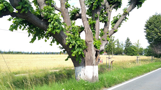 Photo 1 de Dubová