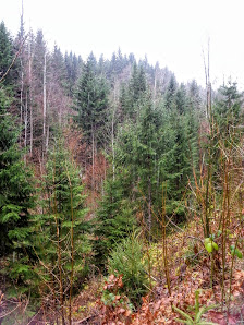 Photo 1 de Binzberg