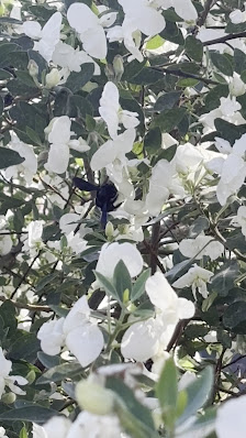 Photo 2 de Taal Monument