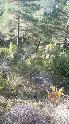 Photo 1 de Errea