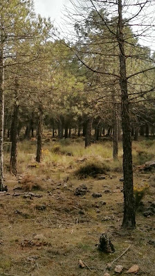 Photo 2 de Cumbres Verdes