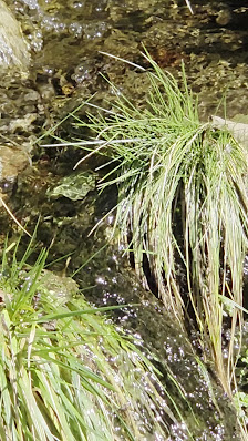 Photo 2 de Zervreilasee