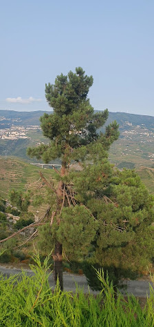 Photo 3 de Miradouro de São Domingos
