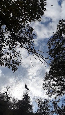 Photo 3 de Monte Ceneri