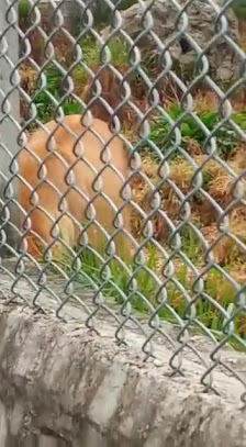 Photo 3 de Granja Porcón