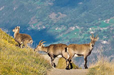 Photo 2 de Lac de Fully