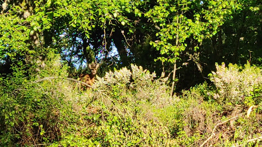 Photo 1 de Fuentes del Narcea