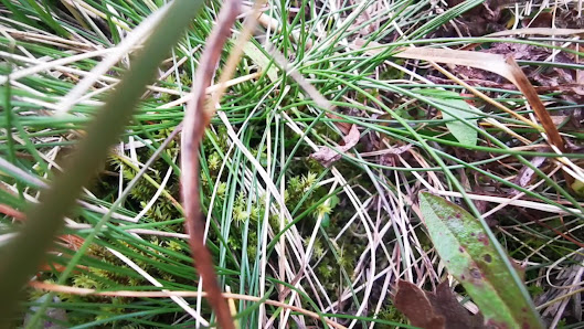 Photo 3 de Lago Serrù