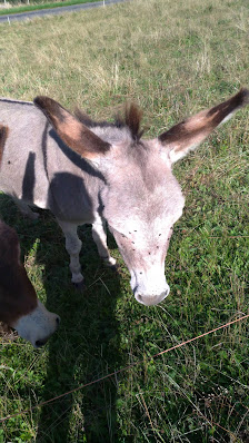 Photo 3 de Col du Grand Taillet