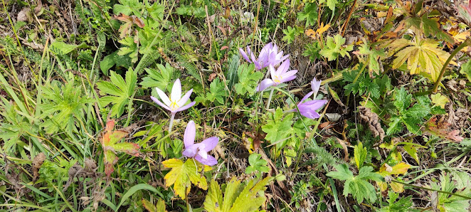 Photo 1 de Chalets de la Buchille