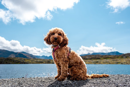 Photo 2 de Grimselpass