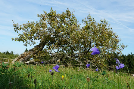 Photo 2 de Wasserkuppe