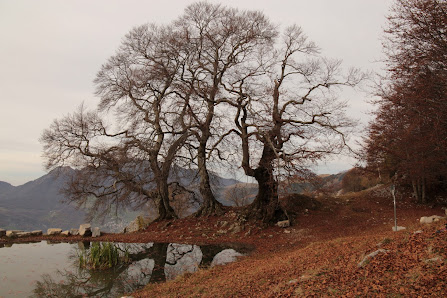 Photo 1 de Tre Faggi