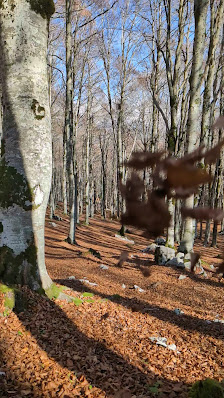Photo 3 de Forca d'Acero