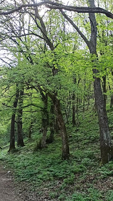 Photo 3 de Bosco San Marco In Lamis