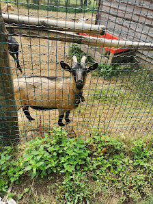 Photo 1 de Pedrinate