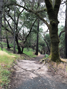 Photo 1 de Petrified Forest
