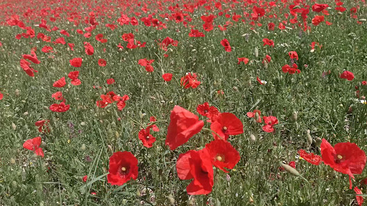 Photo 3 de Castelluccio