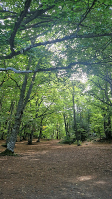 Photo 2 de Bosco di Sant'Antonio