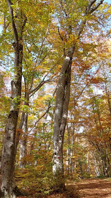 Photo 3 de Bosco di Sant'Antonio