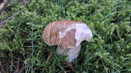 Photo 2 de Col des Marrous