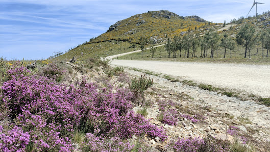 Photo 1 de Coelheira