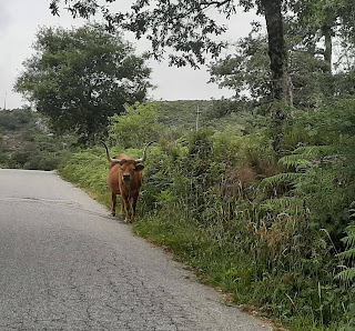 Photo 1 de Alto das Torrinheiras