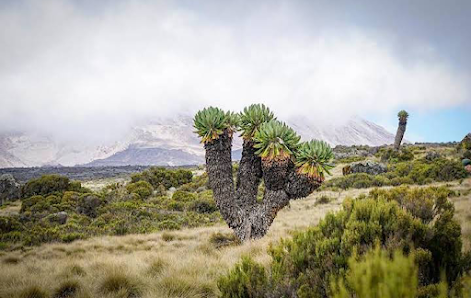 Photo 1 de Mont Kilimandjaro