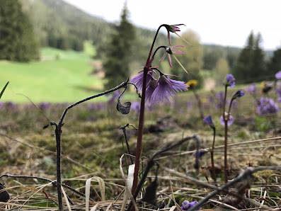 Photo 1 de Laghetti della Regola