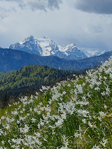 Photo 1 de Planina pod Golico