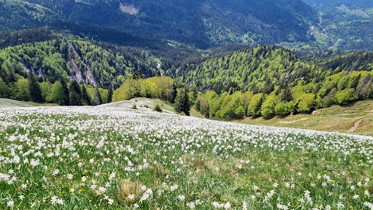 Photo 2 de Planina pod Golico