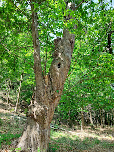 Photo 1 de Montemarino