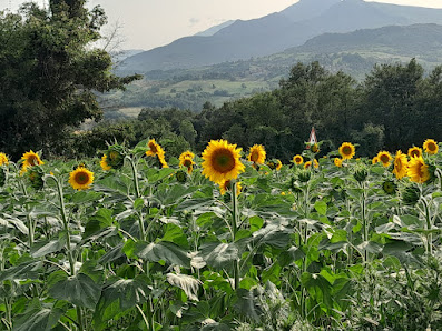 Photo 2 de Carnola