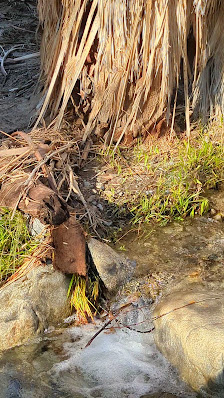 Photo 3 de Agua Caliente Indian Reserve