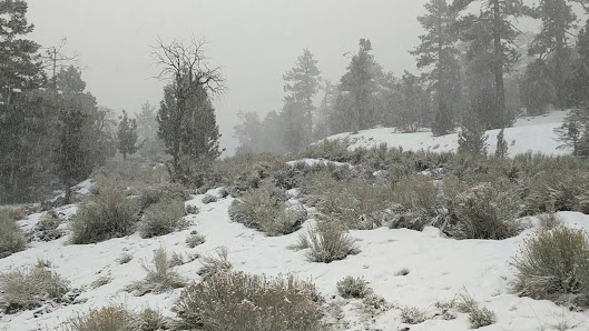 Photo 3 de Angelus Oaks