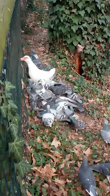 Photo 2 de San Donato