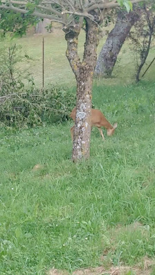 Photo 3 de Marola