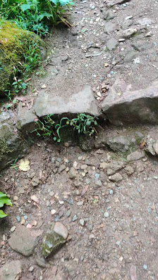 Photo 3 de Serra do Buçaco