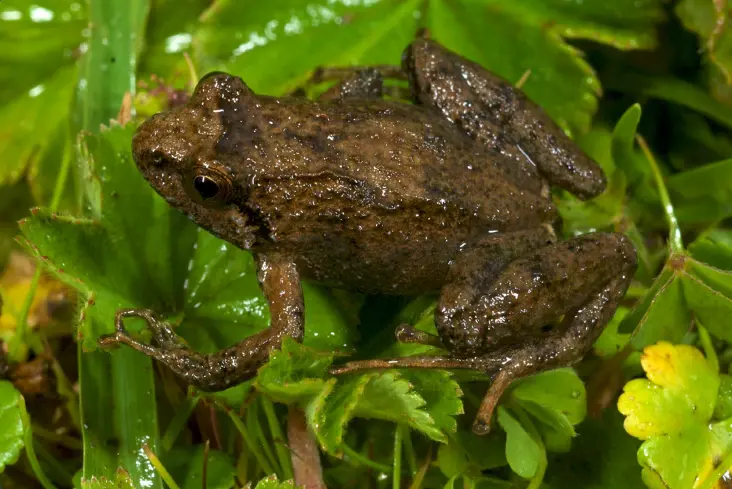 File:Ericabatrachus baleensis from Siu-Ting et al. BMC Evol Biol 2014.png