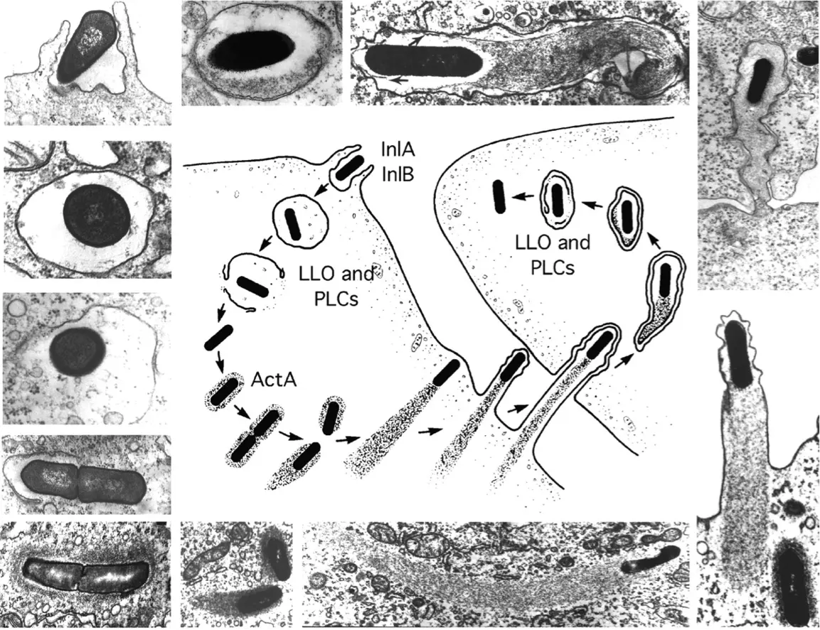 J Cell Biol 2002 Aug 158(3) 409-14, Figure 1