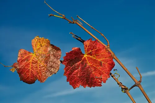 Vigne Cébazat