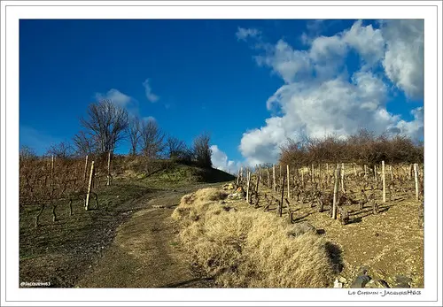 Vigne Cébazat 2