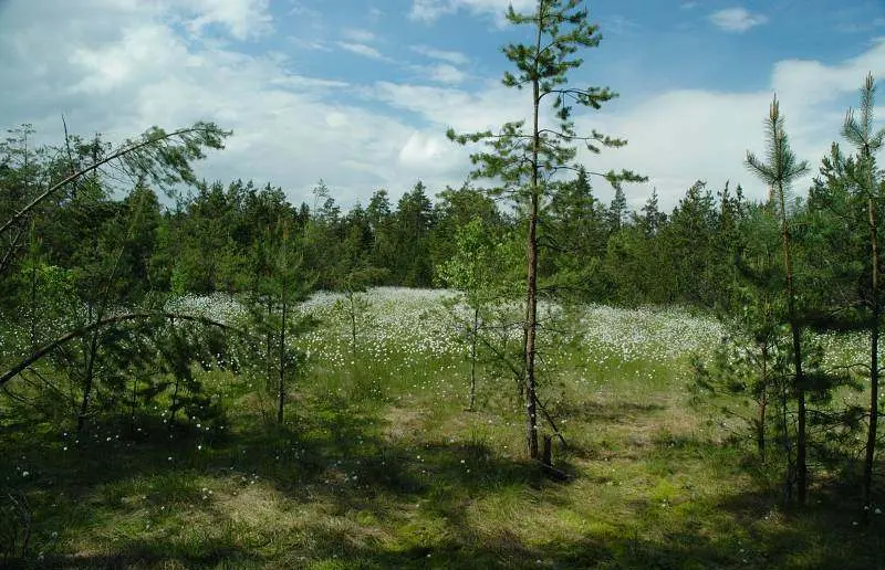 Cervene-blato-1
