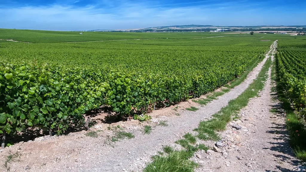 Moët & Chandon vineyards in Verzenay, Champagne, France