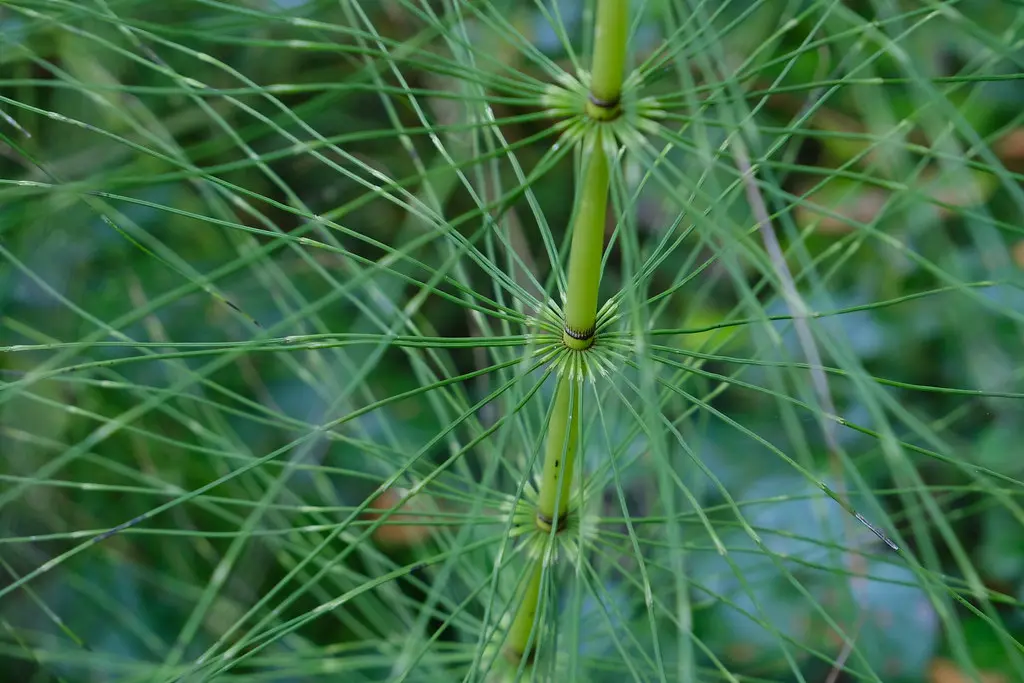 Equisetum @ Chemin le long du Ruisseau de Chamburaz @ Chens-sur-Léman