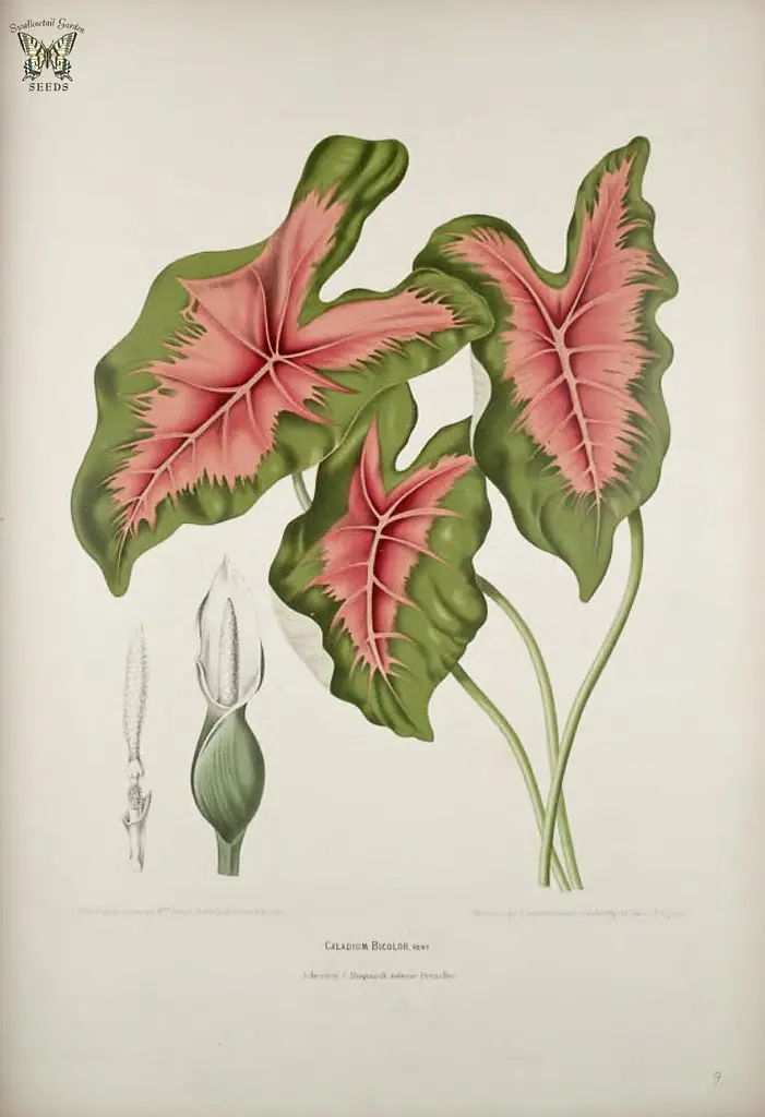 Common Caladium. Caladium bicolor. Fleurs, fruits et feuillages choisis de l'ille de Java -peints d'après nature par Berthe Hoola van Nooten (1880)