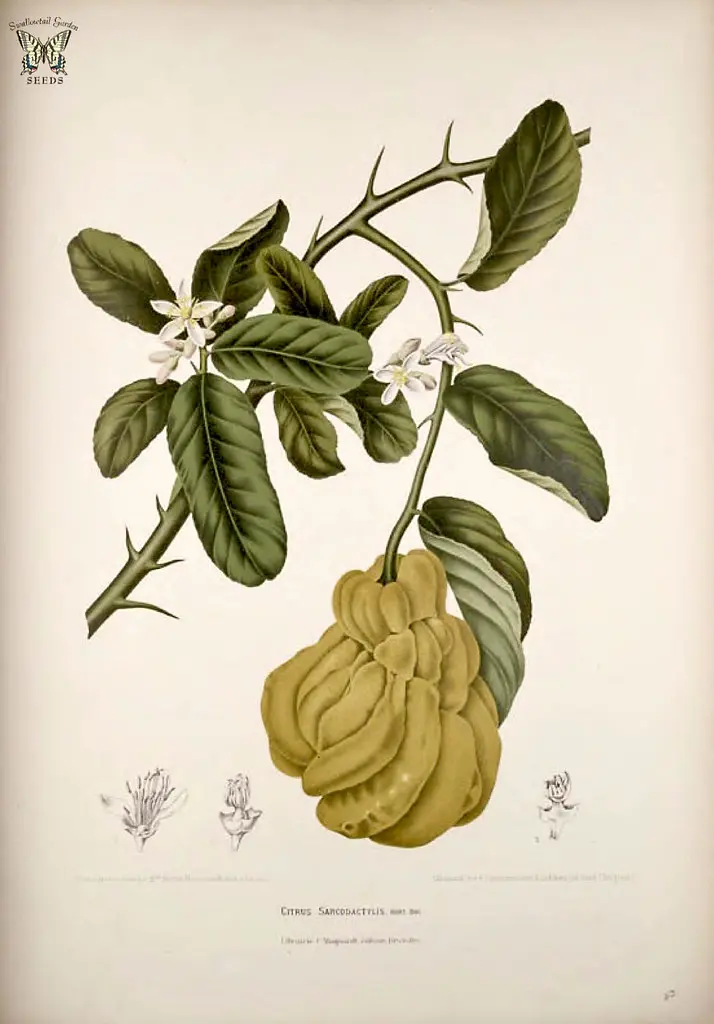 Citron. Citrus medica [as Citrus sarcodactylus] Fleurs, fruits et feuillages choisis de l'ille de Java -peints d'après nature par Berthe Hoola van Nooten (1880)